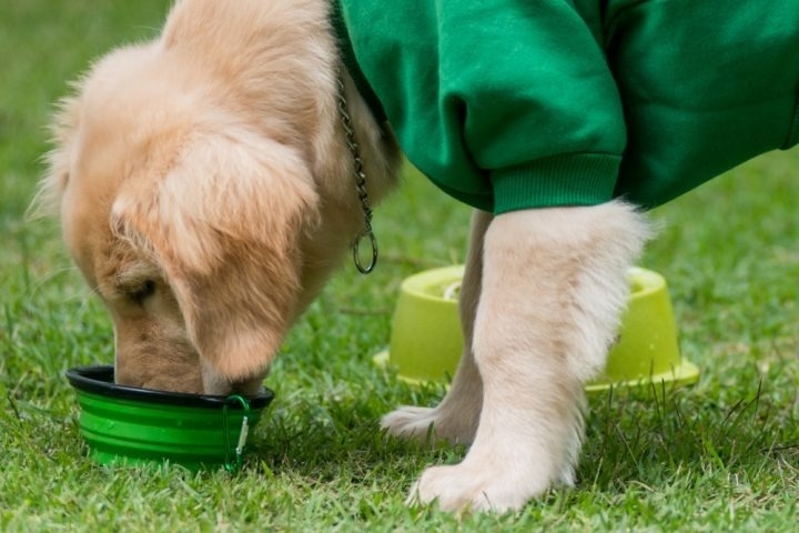 Empresa brasileira cria linha de produtos eco friendly para pets!