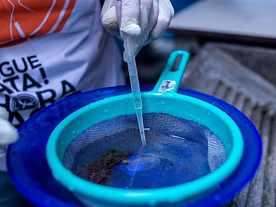 Casos de dengue aumentam no estado de SP e acendem alerta na região