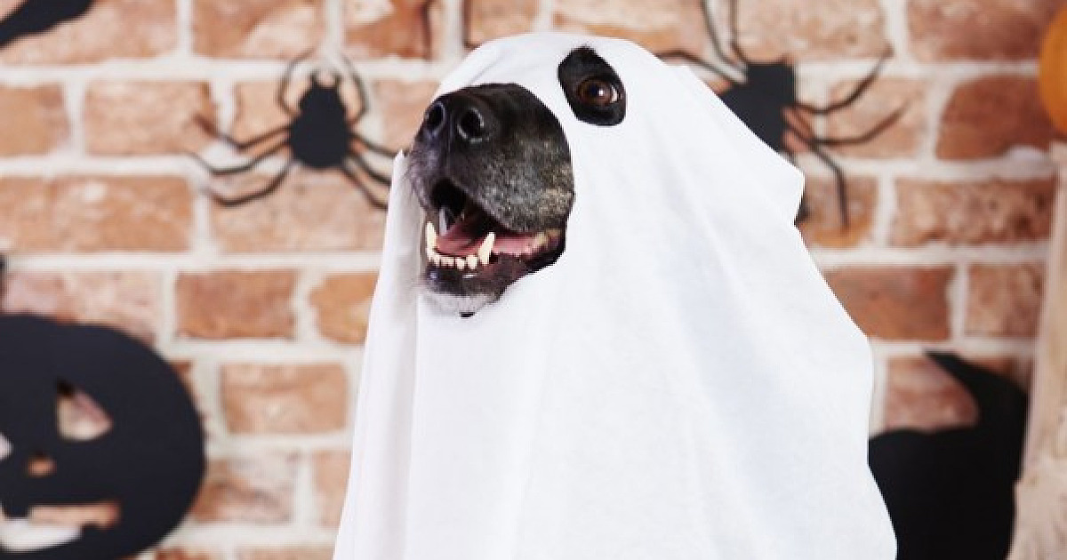 Alpha Square Mall terá atividades de Halloween