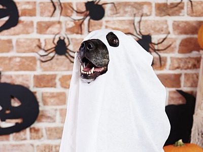 Alpha Square Mall terá atividades de Halloween