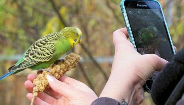 App reconhece espécies de plantas e animais em suas fotos