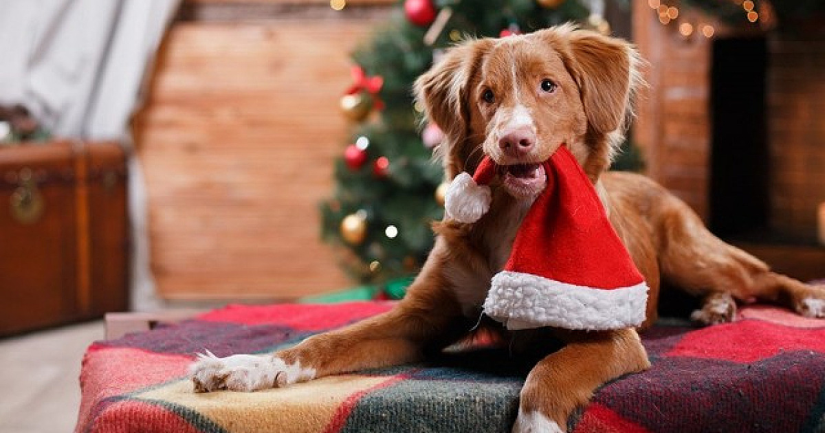 DogHero e Petlove contam com promoções especiais na Black Friday