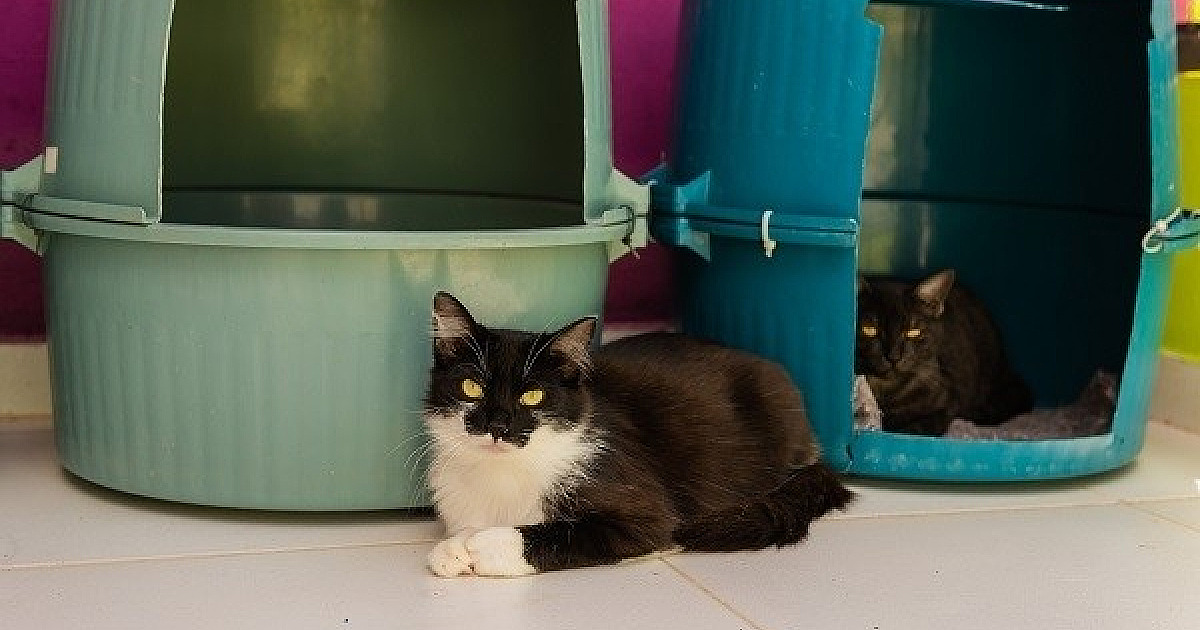 Barueri tem “BO” para casos de maus tratos a animais