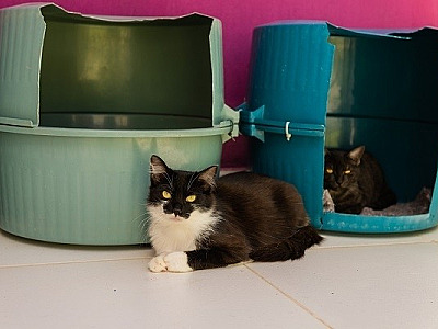 Barueri tem “BO” para casos de maus tratos a animais