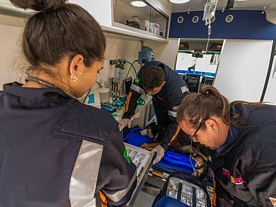 Resgate Animal completa um ano de funcionamento no próximo mês