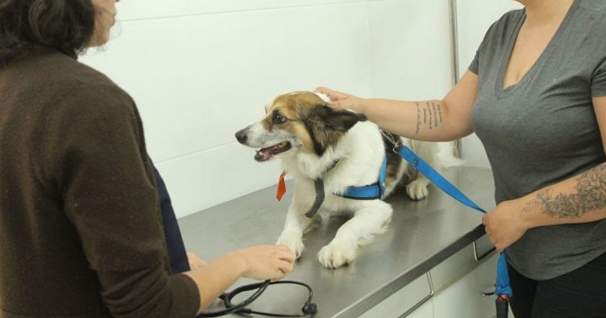 Barueri abre agendamento para castração gratuita de pets no dia 2 de abril