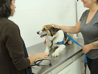 Barueri abre agendamento para castração gratuita de pets no dia 2 de abril