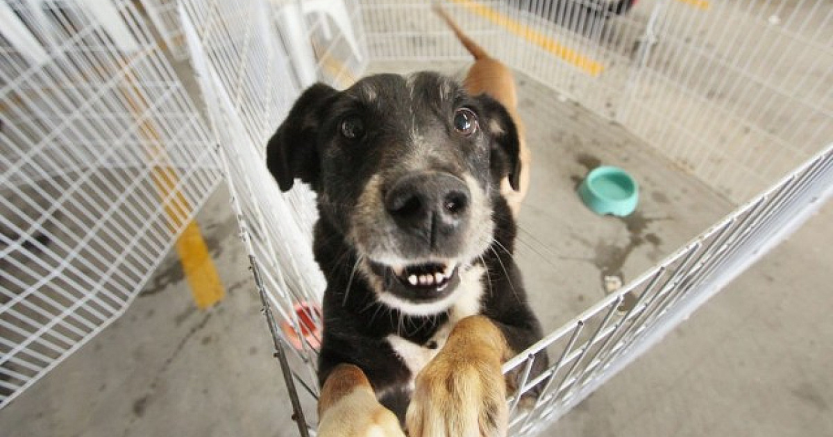 Confira as próximas feiras de adoção de pets em Alphaville