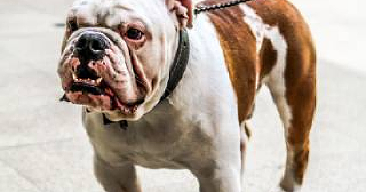 Alpha Square Mall realiza Pet Day