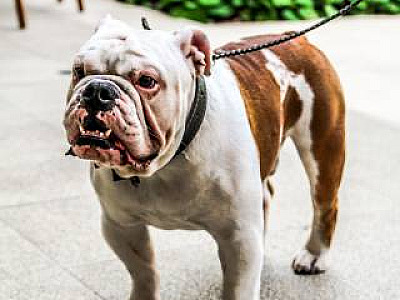 Alpha Square Mall realiza Pet Day