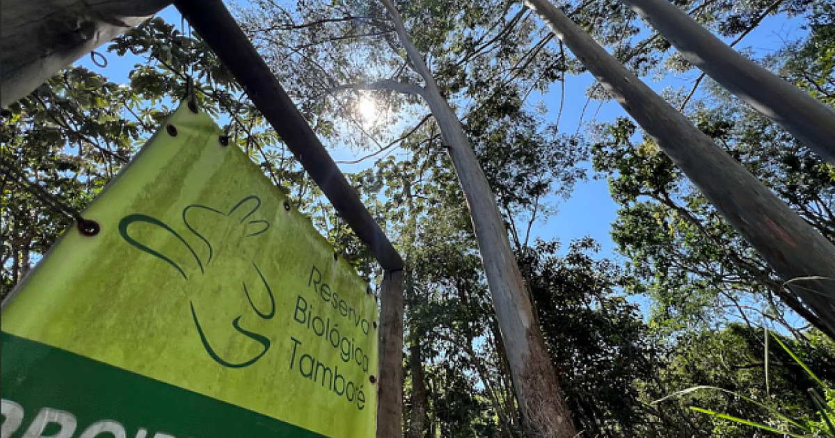 Uma onda verde em meio a Alphaville