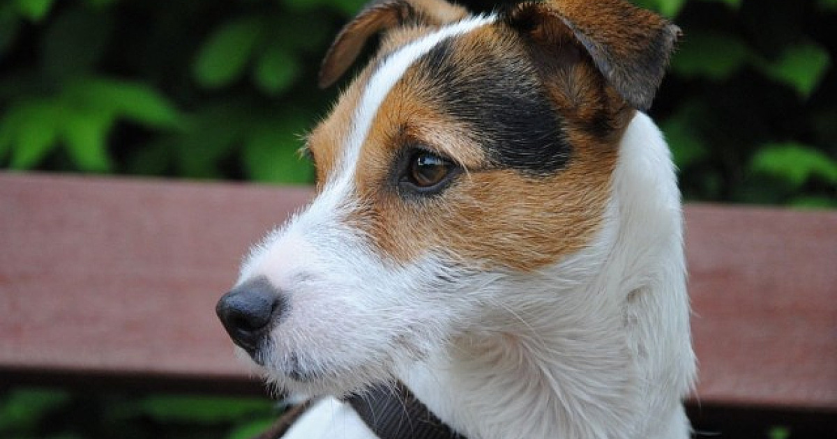 Shopping Flamingo recebe feira de adoção de animais neste sábado (7)