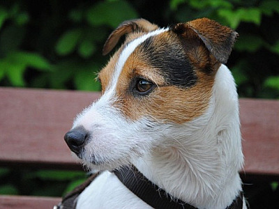 Shopping Flamingo recebe feira de adoção de animais neste sábado (7)