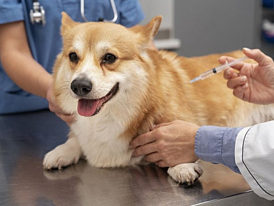 Santana de Parnaíba aplica vacina contra a raiva durante o mês de agosto
