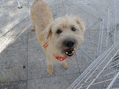 Alphaville receberá feiras de adoção de animais neste fim de semana