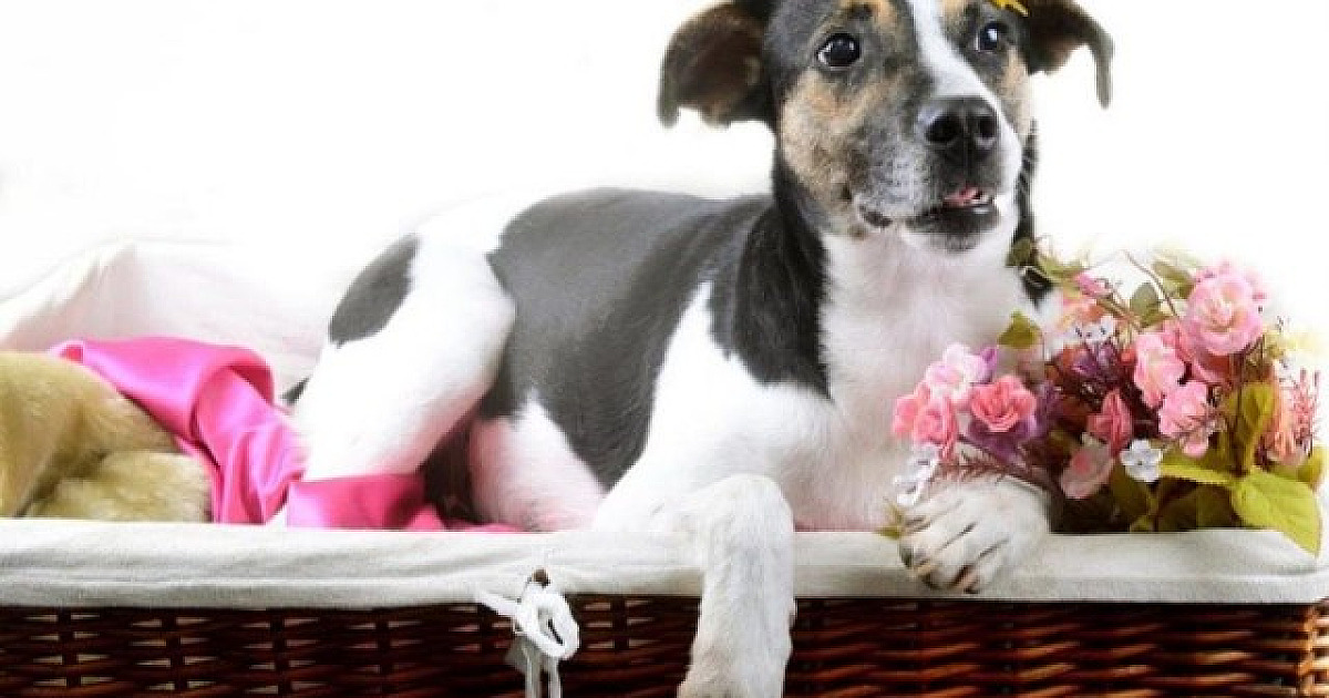 Quase 50% dos pets de moradores do bairro são adotados, aponta enquete