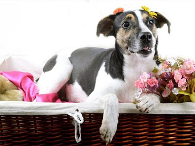 Quase 50% dos pets de moradores do bairro são adotados, aponta enquete