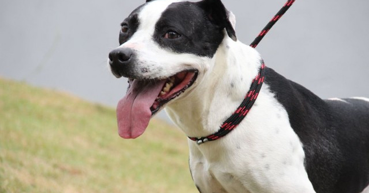 Feiras de adoção de animais acontecem neste fim de semana na região