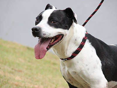 Feiras de adoção de animais acontecem neste fim de semana na região