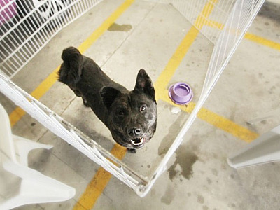 Em novembro, Alphaville receberá seis feiras de adoção de pets promovidas pelo Cepad