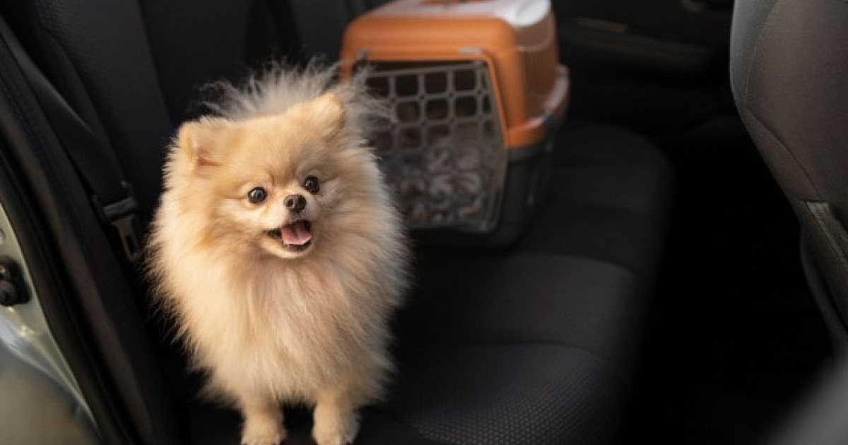 Uber Pet: app lança nova categoria para transportar cães e gatos