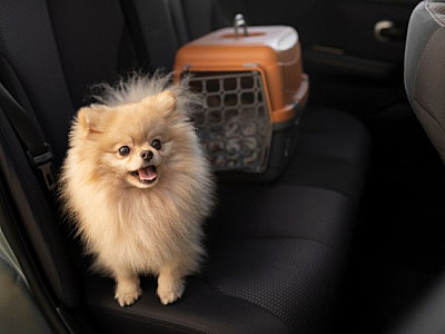 Uber Pet: app lança nova categoria para transportar cães e gatos