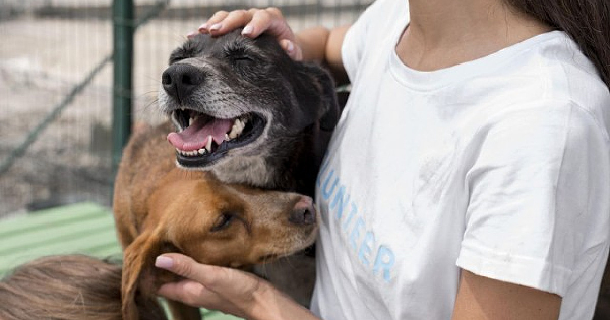 ONGs da região realizam feiras de adoção de animais em Alphaville