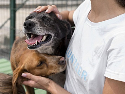 ONGs da região realizam feiras de adoção de animais em Alphaville
