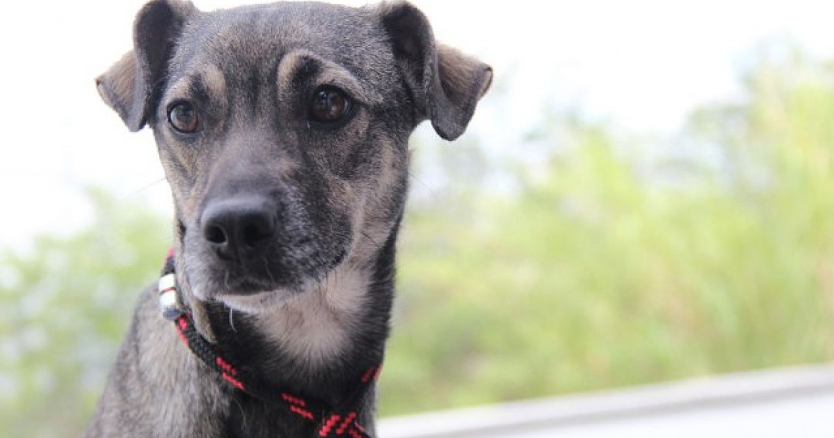 Alphaville recebe feiras de adoção em abril