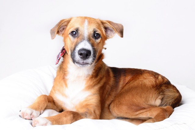 Busca por adoção de animais aumenta durante quarentena