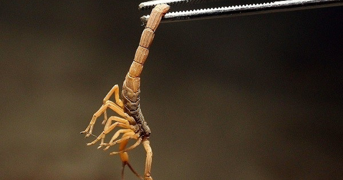 Incidência de escorpiões preocupa moradores da região