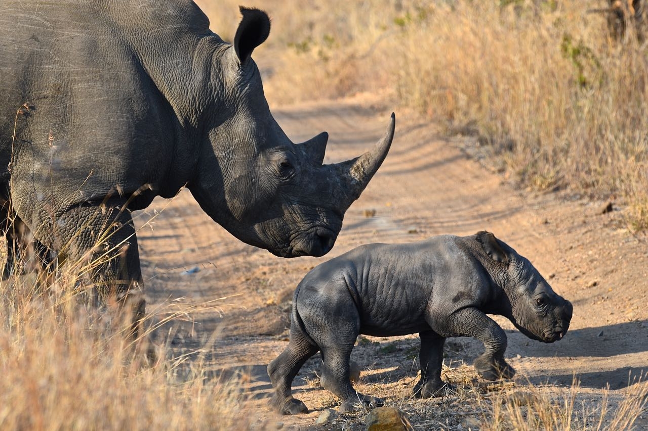 "Savanas Africanas" de Alberto Takaoka chega a Barueri