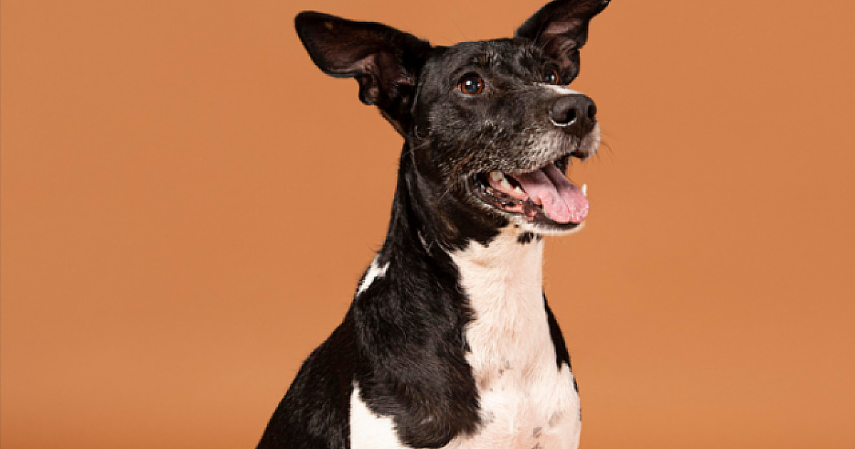 Prefeitura de Barueri disponibiliza serviço para localizar pets perdidos