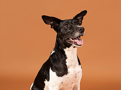 Prefeitura de Barueri disponibiliza serviço para localizar pets perdidos