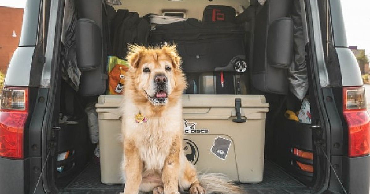 Verão: viajar com animais requer cuidados especiais