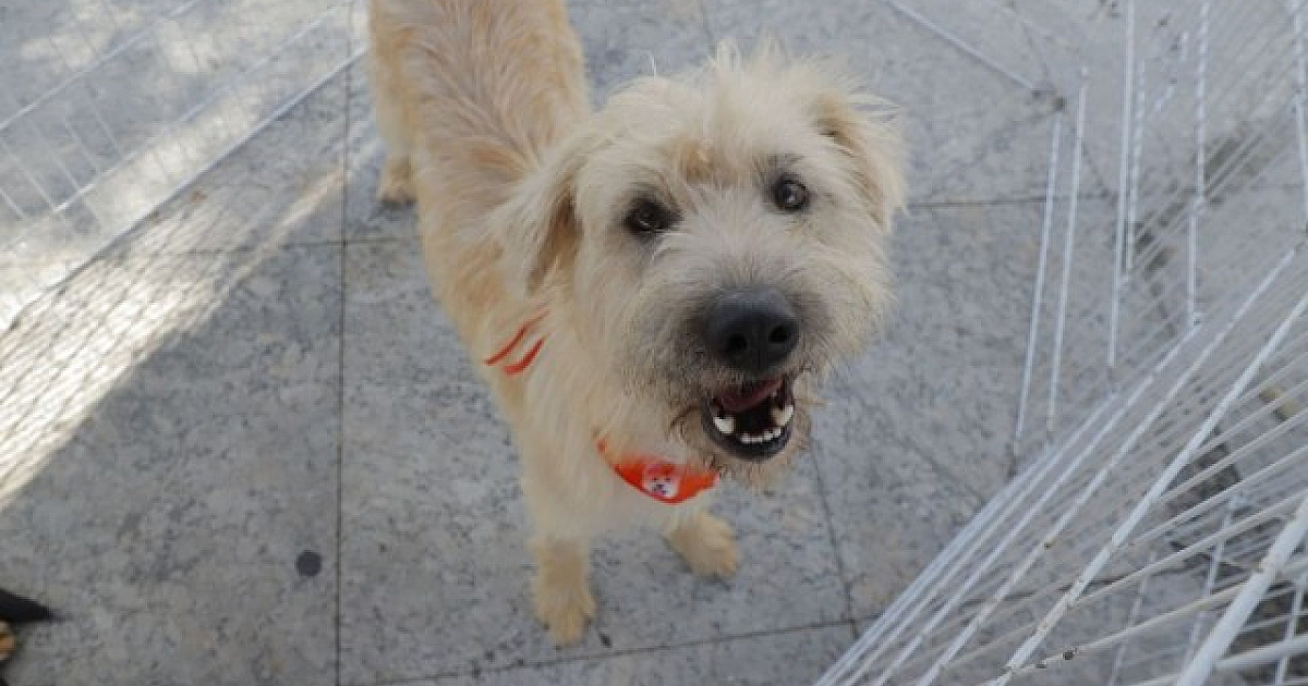 Alphaville terá feiras de adoção de pets no fim de semana