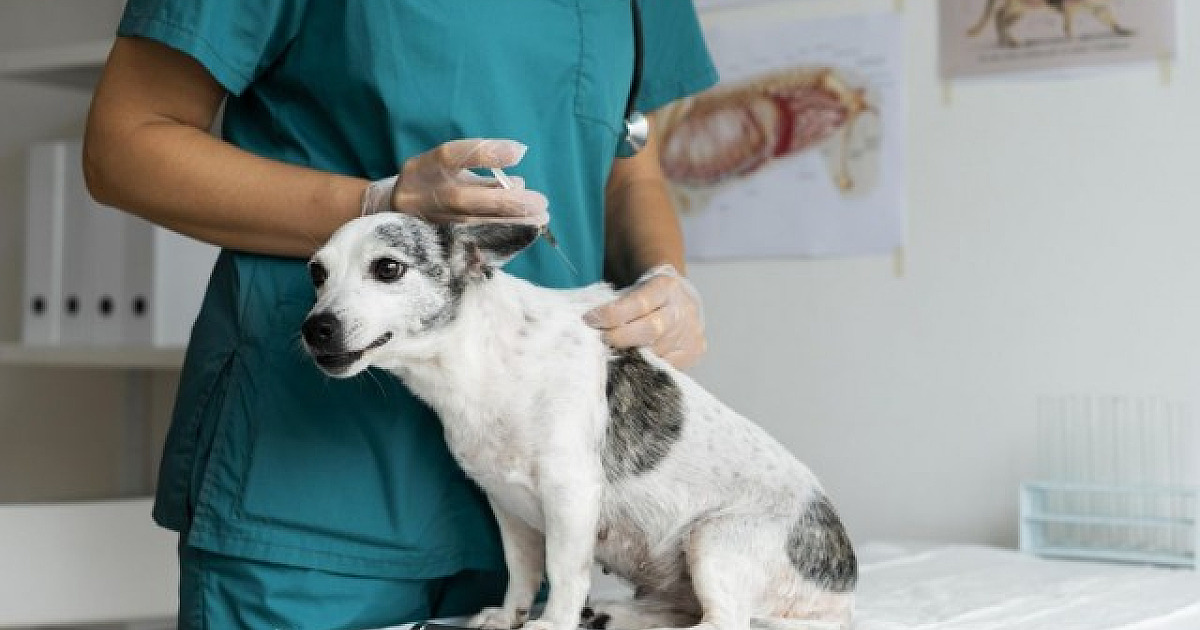 Parnaíba realiza vacinação contra a raiva em pets da cidade neste mês