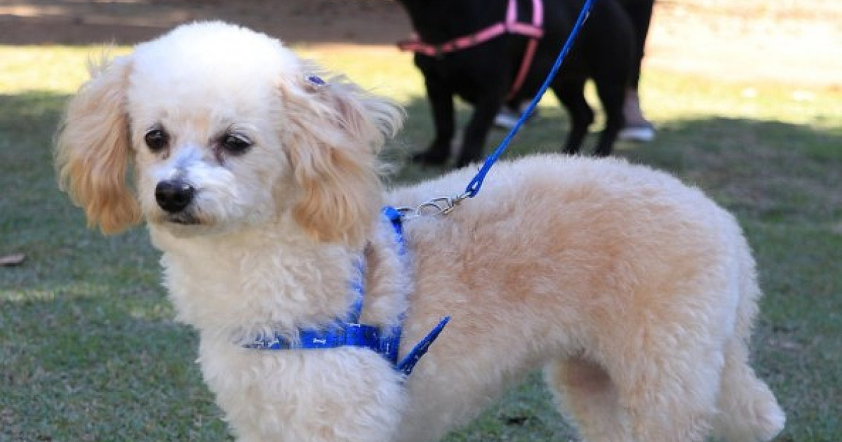 Barueri abre agendamento para castração gratuita de pets nesta quarta-feira (3)