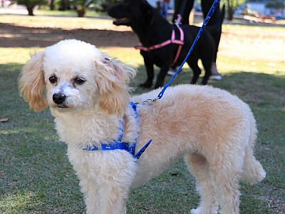 Barueri abre agendamento para castração gratuita de pets nesta quarta-feira (3)