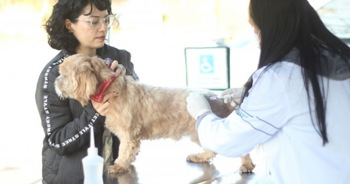 Barueri realiza agendamento para vacinação contra raiva de cães e gatos