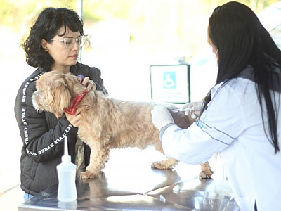 Barueri realiza agendamento para vacinação contra raiva de cães e gatos