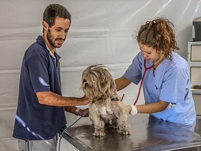 Vacinação antirrábica em Santana de Parnaíba acontece às segundas-feiras