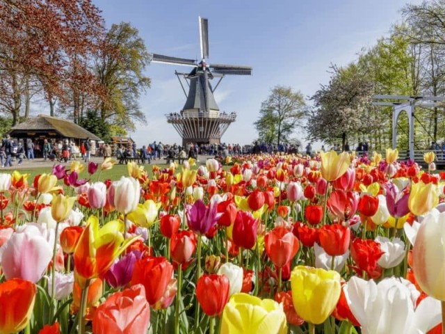 Parque de tulipas mais famoso da Holanda disponibiliza tour virtual