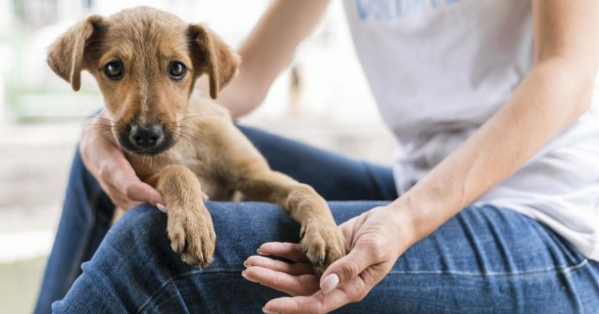 Governo federal lança cadastro nacional para cães e gatos