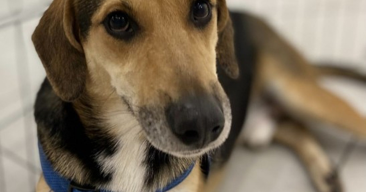 Shopping Tamboré realiza feira de adoção de pets no sábado (20)