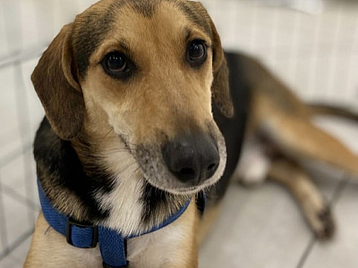 Shopping Tamboré realiza feira de adoção de pets no sábado (20)