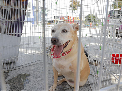 Confira as feiras de adoção de pets em Alphaville neste fim de semana