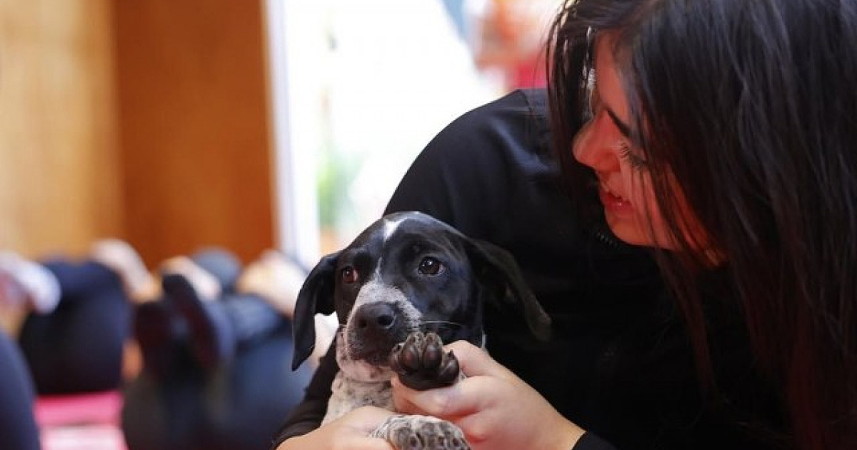 Evento "AUmastê" contará com a participação da ONG SOS Pet Alpha