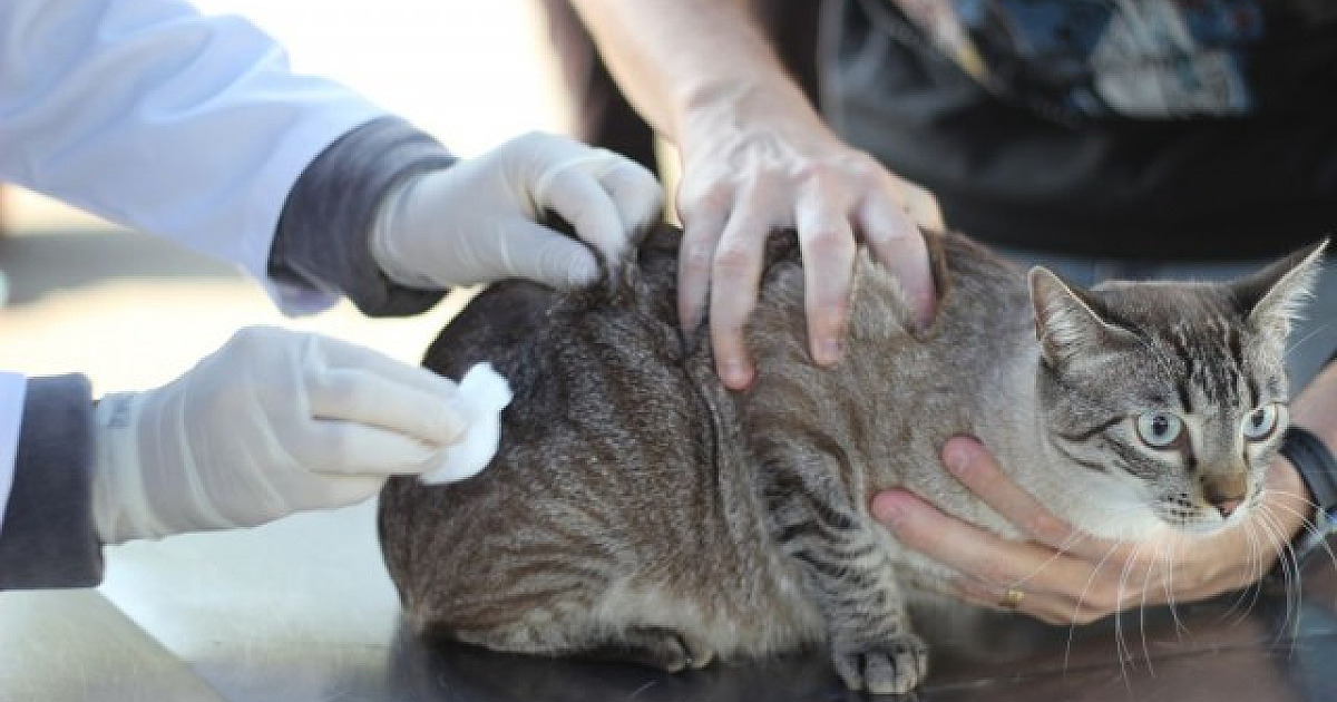 Para festas de fim de ano, atendimento no posto fixo de vacinação contra a raiva de Barueri terá mud
