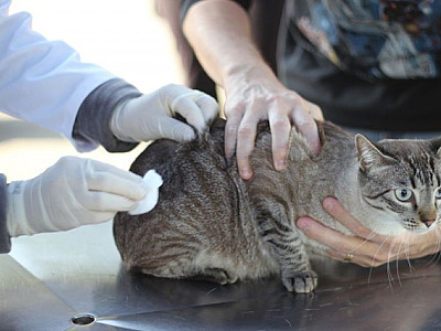 Para festas de fim de ano, atendimento no posto fixo de vacinação contra a raiva de Barueri terá mud